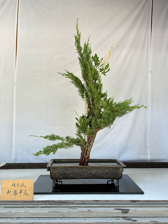作品